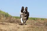 BORDER COLLIE 021